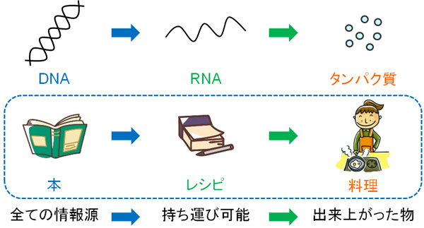 DNA → RNA → タンパク質