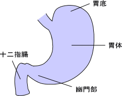 胃の構造