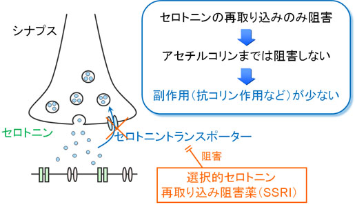 選択的セロトニン再取り込み阻害薬（SSRI）の作用機序