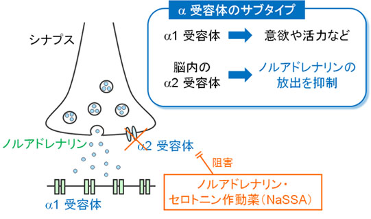 ノルアドレナリン・セロトニン作動薬（NaSSA）によるα2受容体阻害作用