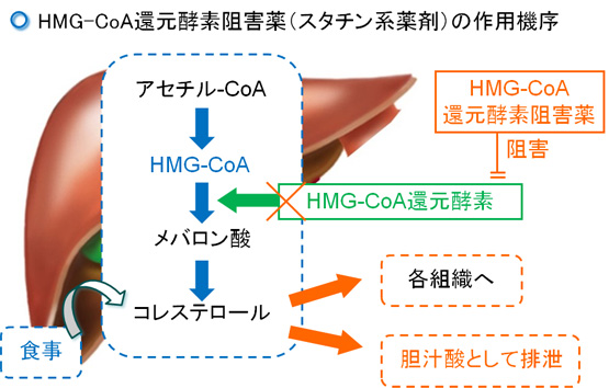 HMG-CoA還元酵素阻害薬（スタチン系薬剤）の作用機序