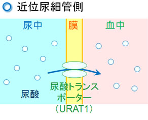 尿酸トランスポーター（URAT1）