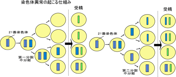 細胞分裂における染色体異常