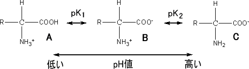 アミノ酸の構造