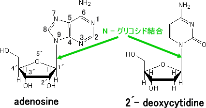 N-グリコシド結合