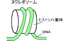 ヌクレオソーム構造