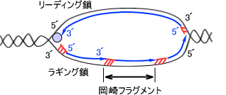 リーディング鎖とラギング鎖 (岡崎フラグメント)