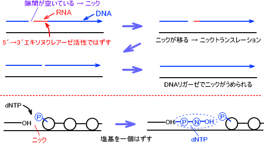 DNAリガーゼとニックトランスレーション