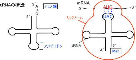 tRNAの構造