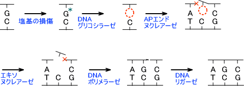 DNAグリコシラーゼ