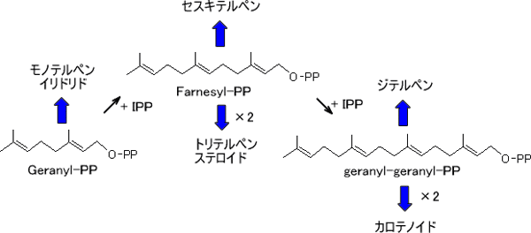 ゲラニルゲラニル二リン酸シンターゼ