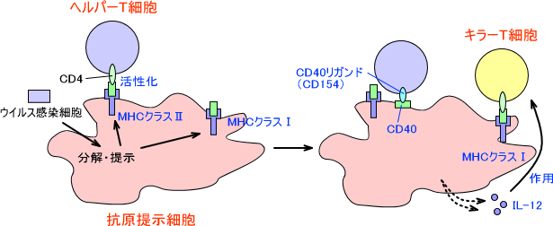 キラーT細胞の活性化