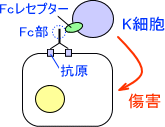 K細胞(キラー細胞)