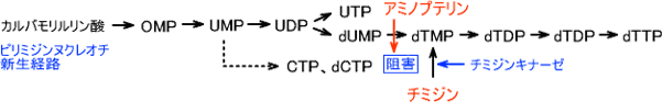 dTTPの合成経路