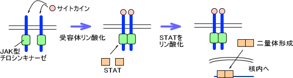 JAK/STAT経路