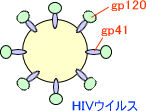 HIVウイルス