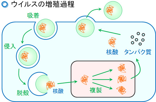 ウイルスの基本的な増殖過程