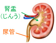 腎盂と尿管