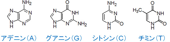 アデニン（A）、グアニン（G）、シトシン（C）、チミン（T）の構造