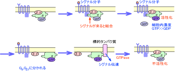 三量体Gタンパク質の作用機序