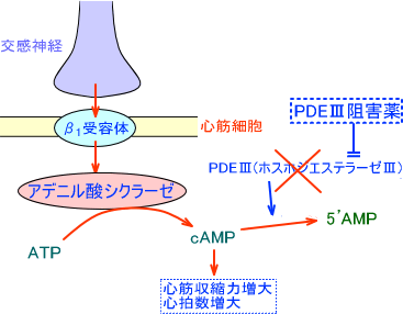 PDEⅢ(ホスホジエステラーゼⅢ)阻害薬