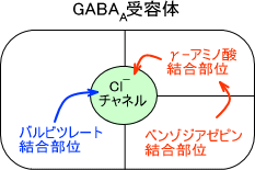 GABA受容体