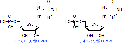 イノシン一リン酸（IMP）とチオイノシン酸（TIMP）