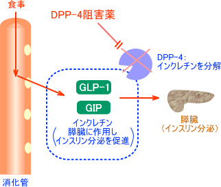 DPP-4阻害薬の作用機序