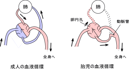 成人と胎児の血液循環