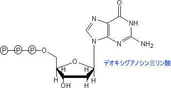 デオキシグアノシン三リン酸