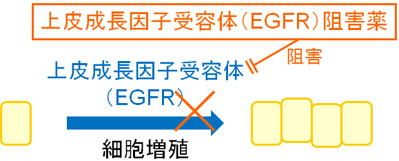 イレッサ（ゲフィチニブ）の作用機序：上皮成長因子受容体（EGFR）阻害薬