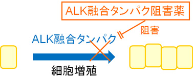 ALK融合タンパク阻害薬の作用機序