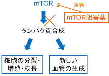 トーリセル（テムシロリムス）の作用機序：mTOR阻害薬