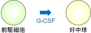 G-CSFの作用