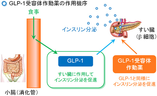GLP-1受容体作動薬の作用機序：バイエッタ、ビデュリオン（エキセナチド）