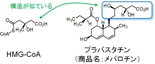 HMG-CoAとプラバスタチン（商品名：メバロチン）の構造式