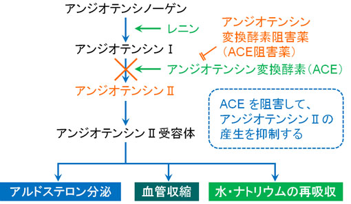 アンジオテンシン変換酵素阻害薬（ACE阻害薬）の作用機序