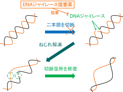 DNAジャイレース阻害薬の作用機序：抗菌薬
