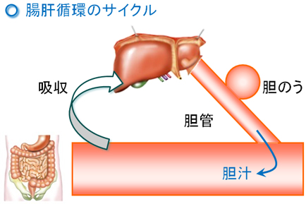 腸肝循環のメカニズム