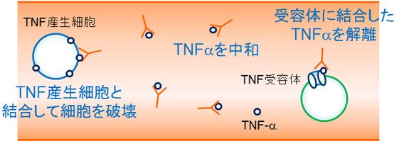レミケード（インフリキシマブ）の作用機序：TNF-α