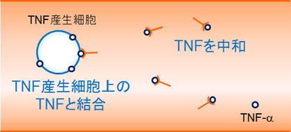 セルトリズマブ（商品名：シムジア）の作用機序：TNF