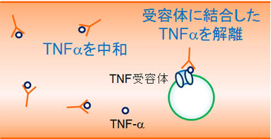 シンポニー（ゴリムマブ）の作用機序：TNF-α
