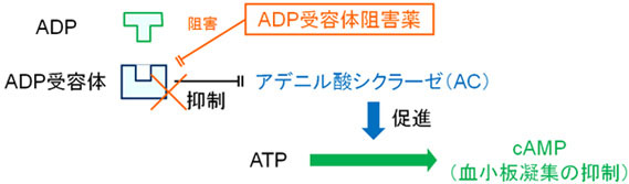 ADP受容体阻害薬