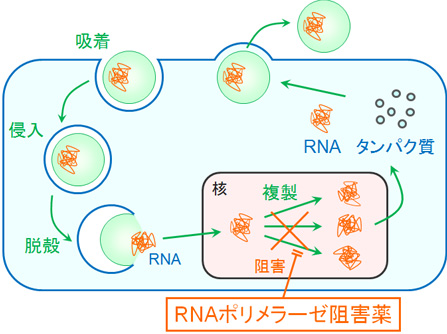 アビガン（ファビピラビル）の作用機序：RNAポリメラーゼ阻害薬